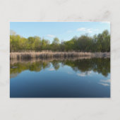Met bomen beklede Pond en Reedy Marsh in het voorj Briefkaart (Voorkant)