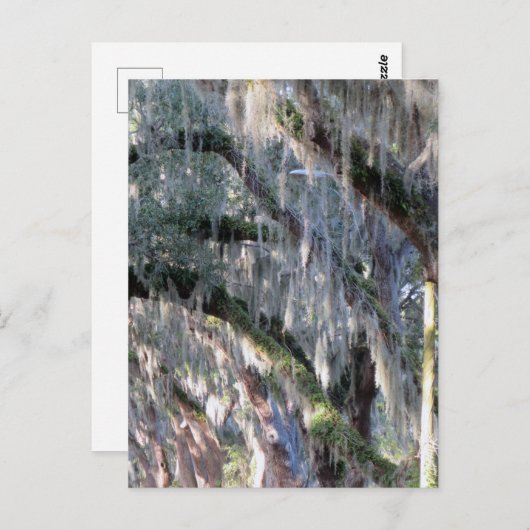 met bomen bekleed briefkaart (Voorkant / Achterkant)