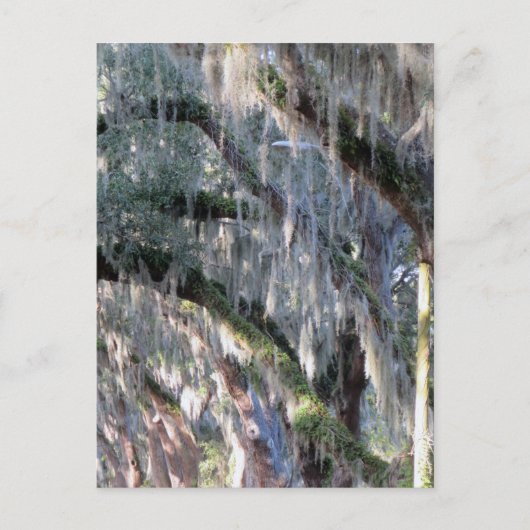 met bomen bekleed briefkaart (Voorkant)