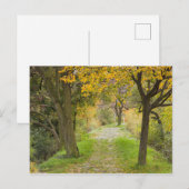 Met bomen omzoomd pad in de herfst briefkaart (Voorkant / Achterkant)