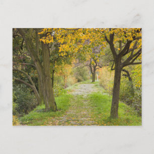 Met bomen omzoomd pad in de herfst briefkaart