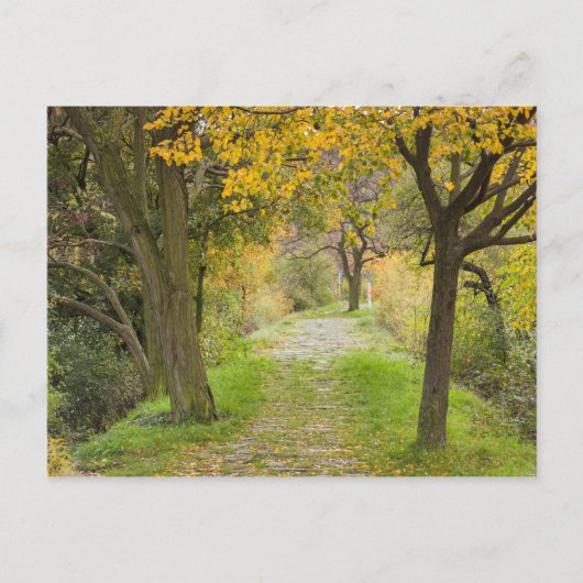 Met bomen omzoomd pad in de herfst briefkaart (Voorkant)