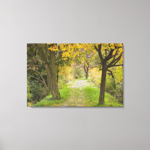 Met bomen omzoomd pad in de herfst canvas afdruk
