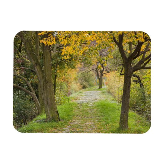 Met bomen omzoomd pad in de herfst magneet (Horizontaal)