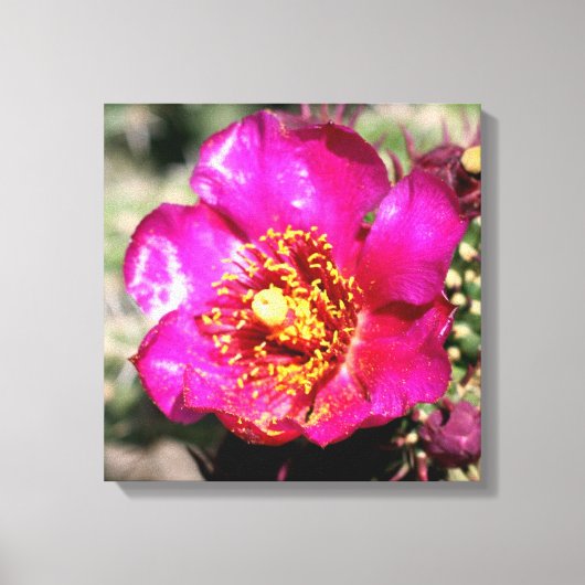 met cactus verpakte doek canvas afdruk (Voorkant)
