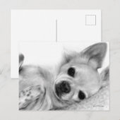 Met de hand geschilderd ontspannen Chihuahua kunst Briefkaart (Voorkant / Achterkant)