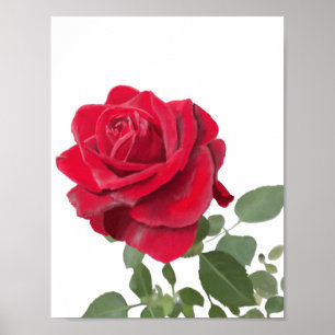 Met de hand geschilderde rode roos poster