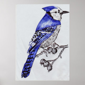 Met de hand getekende blauwe gaai| Zwarte en blauw Poster
