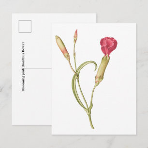 Met de hand getekende bloeiende roze dianthus bloe briefkaart