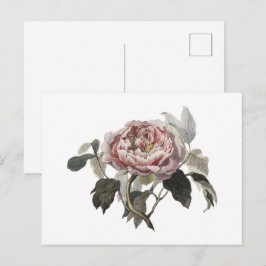 Met de hand getekende roze koolroos briefkaart