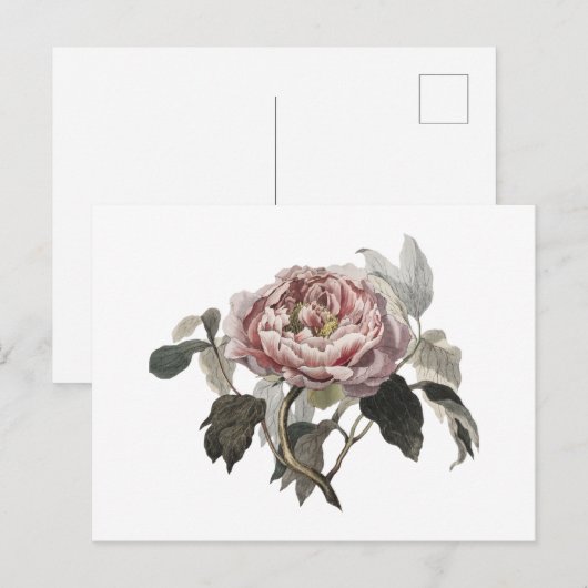 Met de hand getekende roze koolroos briefkaart (Voorkant / Achterkant)