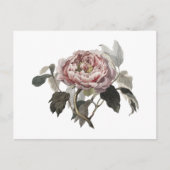 Met de hand getekende roze koolroos briefkaart (Voorkant)