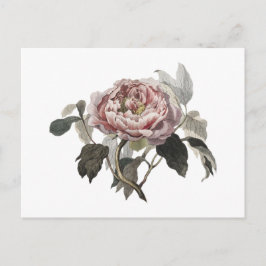 Met de hand getekende roze koolroos briefkaart