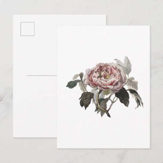 Met de hand getekende roze koolroos. briefkaart (Voorkant / Achterkant)
