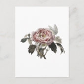 Met de hand getekende roze koolroos. briefkaart (Voorkant)