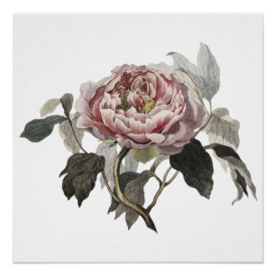 Met de hand getekende roze koolroos perfect poster