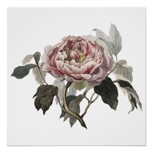 Met de hand getekende roze koolroos perfect poster (Voorkant)