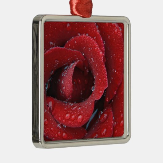 Met dew bedekte rode rozen ter decoratie van graf  (Rechts)