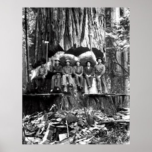 MET EEN GIANT REDWOOD c. 1889 Poster (Voorkant)