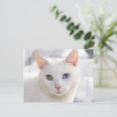 met een oneven witte kat dicht bij het gezicht briefkaart (Staand voorkant)