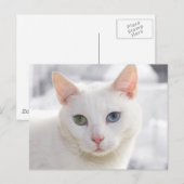 met een oneven witte kat dicht bij het gezicht briefkaart (Voorkant / Achterkant)