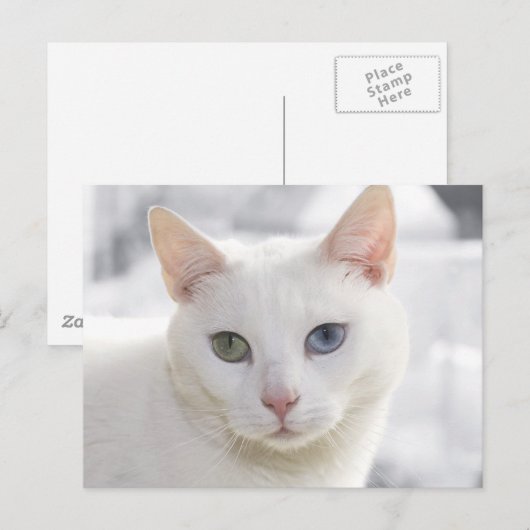 met een oneven witte kat dicht bij het gezicht briefkaart (Voorkant / Achterkant)