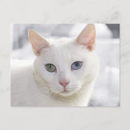 met een oneven witte kat dicht bij het gezicht briefkaart (Voorkant)
