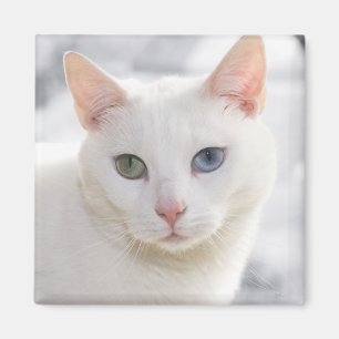 met een oneven witte kat dicht bij het gezicht magneet