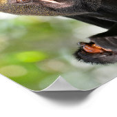 Met een zijkant bedekte aap briefkaart vierkant st poster (Hoek)