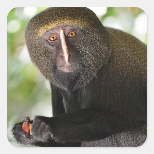 Met een zijkant bedekte aap briefkaart vierkant st vierkante sticker (Voorkant)
