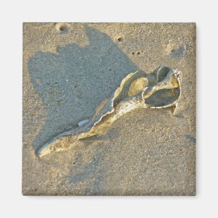 Met golf-spoelde Shell Cape Cod Items Magneet