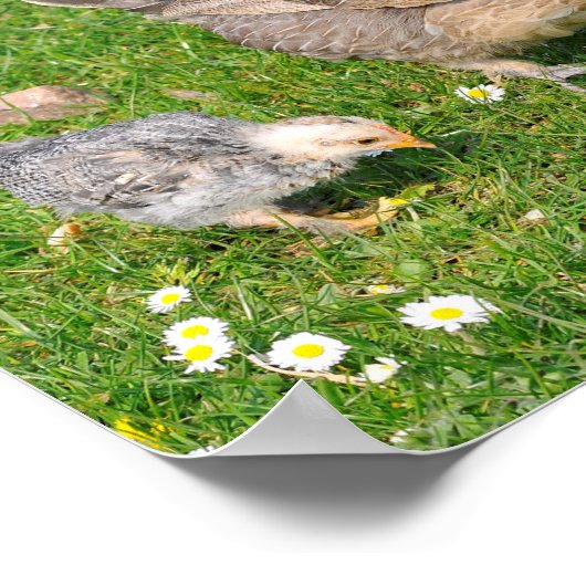 Met kippen poster (Hoek)