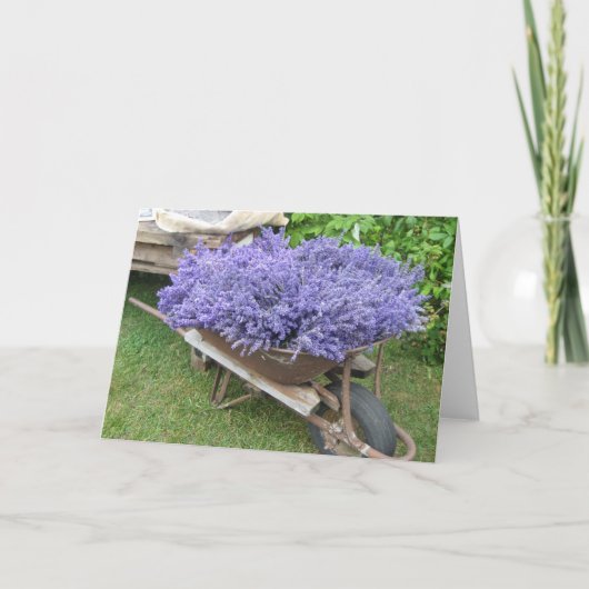met lavendel gevulde kruiwagen kaart (Voorkant)