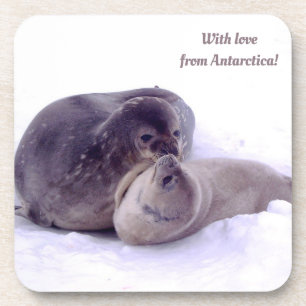 Met liefde van Antarctica! foto van zeehonden, bon Bier Onderzetter