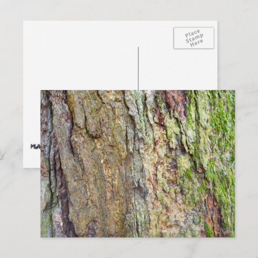 met mos bedekte boomschors briefkaart (Voorkant / Achterkant)