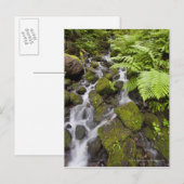 Met mos bedekte rotsen met wazig water en kannen briefkaart (Voorkant / Achterkant)