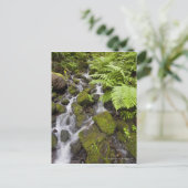 Met mos bedekte rotsen met wazig water en kannen briefkaart (Staand voorkant)