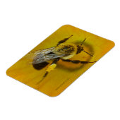 Met polen bedekte bijen magneet (Linkerzijde)