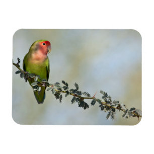 Met rooskleurige liefdesvogel op een tak. magneet