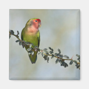 Met rooskleurige liefdesvogel op een tak. magneet