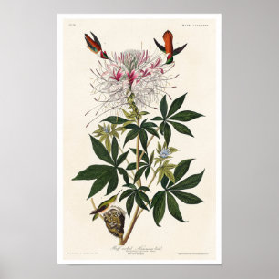 Met slijmvliezen van het Poster van Audubon