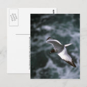 met slikken afgeronde meeuw in het vliegtuig briefkaart (Voorkant / Achterkant)