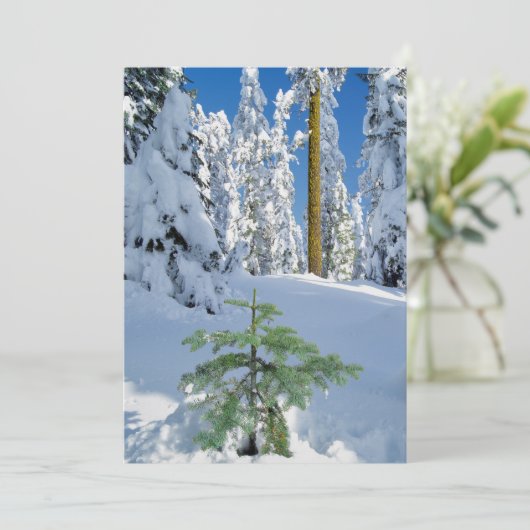 Met sneeuw bedekt bos in Oregon Bedankkaart (Staand voorkant)