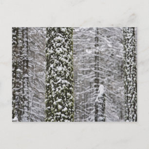 Met sneeuw bedekte boomstammen in de vallei van Yo Briefkaart