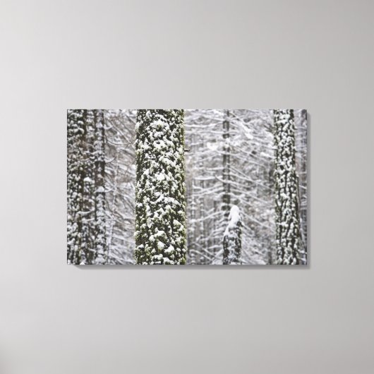 Met sneeuw bedekte boomstammen in de vallei van Yo Canvas Afdruk (Voorkant)