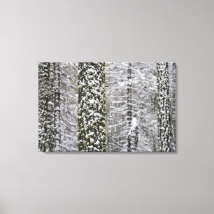 Met sneeuw bedekte boomstammen in de vallei van Yo Canvas Afdruk