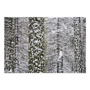 Met sneeuw bedekte boomstammen in Yosemite-vallei  Foto Afdruk