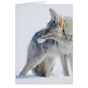 Met sneeuw bedekte Coyote in het nationale park va