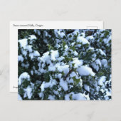 Met sneeuw bedekte Holly Briefkaart (Voorkant / Achterkant)