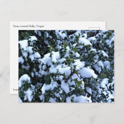 Met sneeuw bedekte Holly Briefkaart (Voorkant / Achterkant)